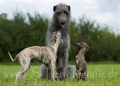 01 Windhund-Trio